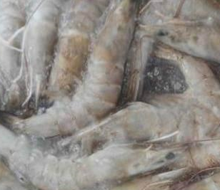 91视频高清免费厂家解决海鲜水产行业冷库问题 。