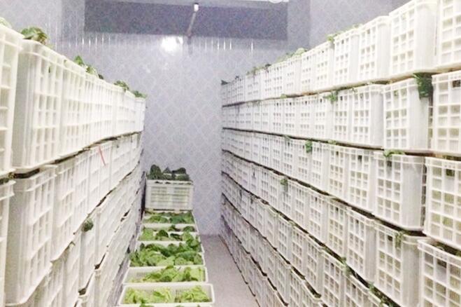 蔬菜保鲜冷库存储技术及保鲜期限，由91视频高清免费厂家来解释